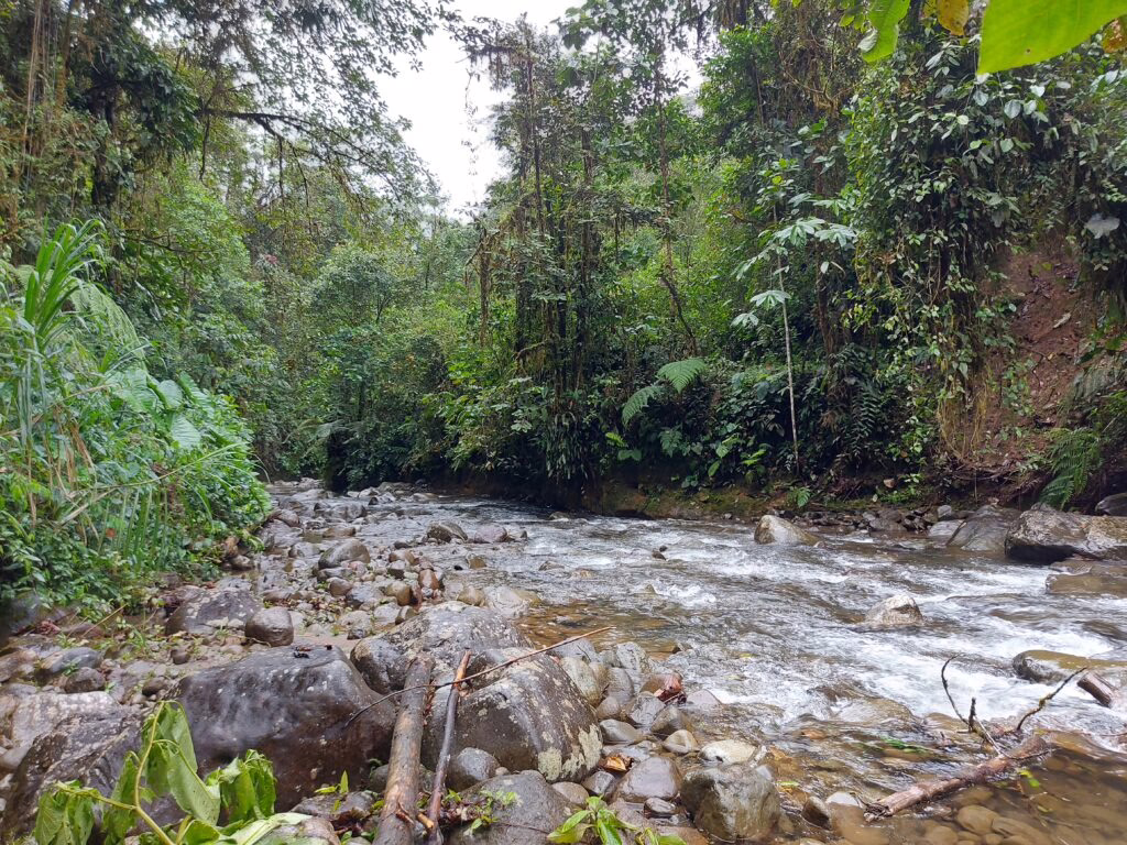 Ein Fluss, in dem viele Seteine liegen. Drum herum der Nebelwald Ecuadors.
