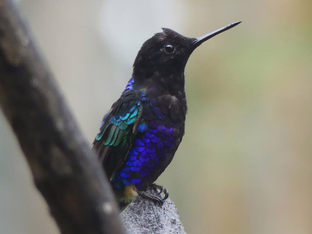 Ein Kolibri mit schwarzen, blauen und grünen Federn. Er hat einen langen Schnabel.