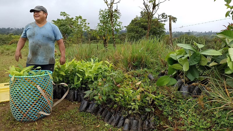 Mann der an einem Feld in Ecuador bei der Pflanzung steht.