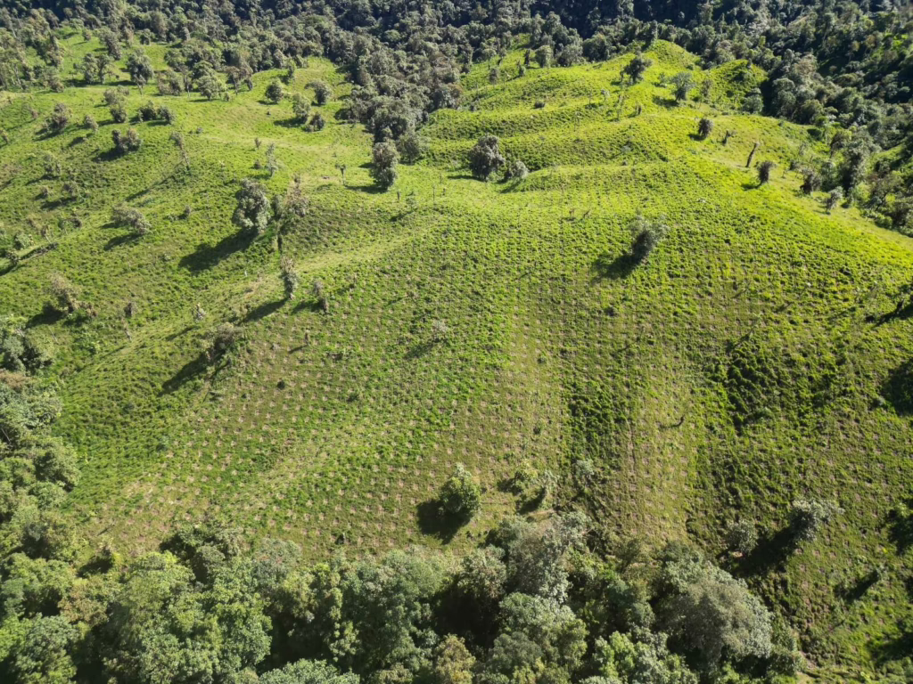 Drohnenaufnahme die eine hügelige Landschaft darstellt mit vielen Pflanzenkreise für die Baumsetzlinge.